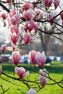 magnolia tree blossoms in the garden. beautiful pink flower on the branch in bright light. nature background in spring