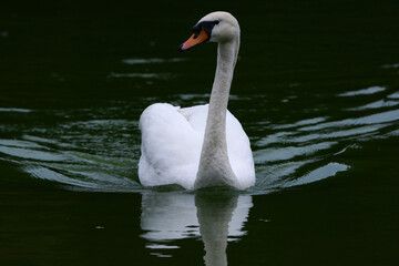Cygne de face sur l'eau