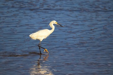 A beautiful bird by the sea on a summer day.