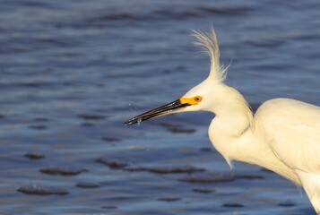 A beautiful bird by the sea on a summer day.