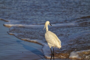 A beautiful bird by the sea on a summer day.