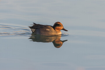 CERCETA COMÚN ANAS CRECCA