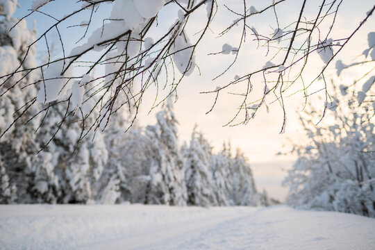 Snowy branches of trees, against a blurred background of a road cleared from snowdrifts, a forest covered with snow and a sky. 