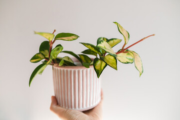 hoya carnosa tricolor plant