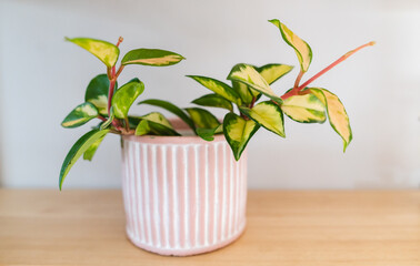 hoya carnosa tricolor plant