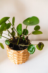 pilea plant in a pot problem
