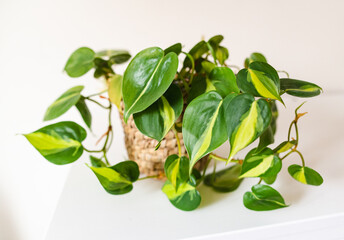 Philodendron brasil plant in a pot