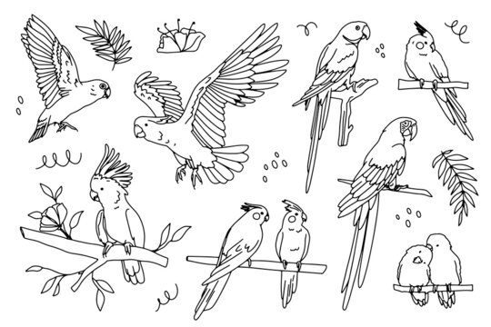 A parrot. Tropical birds. Outline doodle realistic draw illustration. 