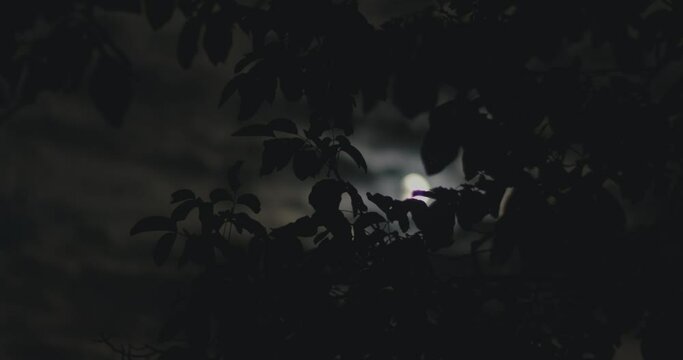 Wind blows on tree branch leaves canopy dark moon  night moonlight