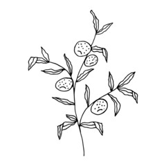An orange tree hand-drawn in doodle style. Black outline of an orange tree on a white background. Vector illustration.