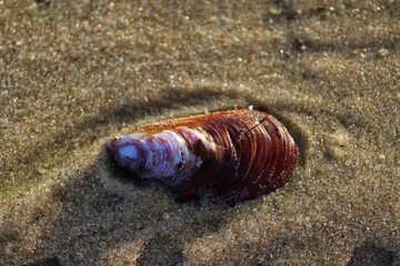 The beauty of the shells found on the edge of the beach at dusk.