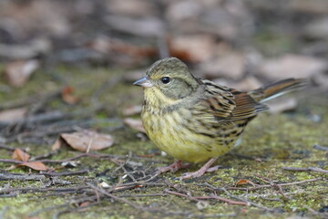 oriental greenfinch on the ground