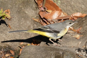 grey wagtail in the forest