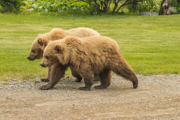 Obraz na płótnie Canvas Alaskan Brown Bears on the Lake Clark National Park, Alaska