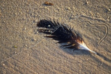 The beauty of a bird feather found by the sea in summer.