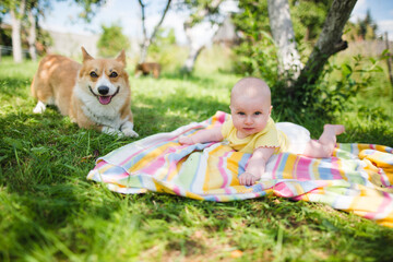 baby and  welsh corgi pembroke dogs