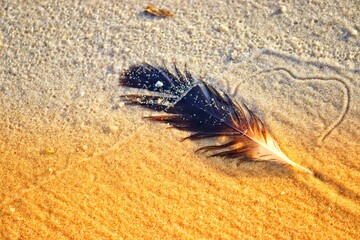 The beauty of a bird feather found by the sea in summer.