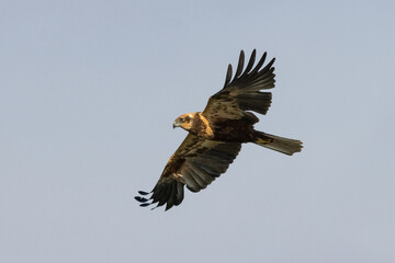 AGUILUCHO LAGUNERO CIRCUS AERUGINOSUS