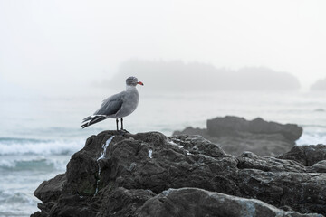 Laguna Seagull