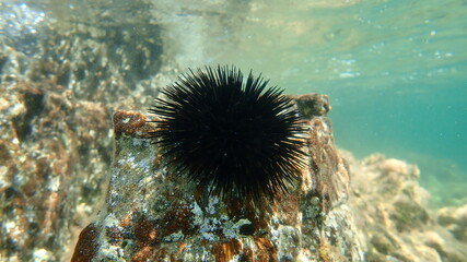 Black sea urchin (Arbacia lixula) undersea, Aegean Sea, Greece, Halkidiki - obrazy, fototapety, plakaty