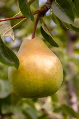 One ripe pear on a tree branch in the garden at summertime. Photographed on a bright sunny day.