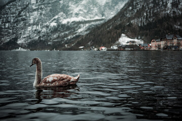 swan on the lake