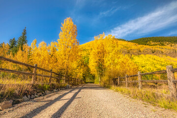 Naklejka premium Aspen colorado fall color change