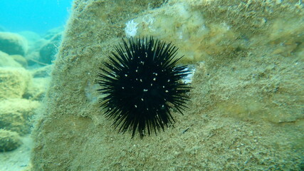 Black sea urchin (Arbacia lixula) undersea, Aegean Sea, Greece, Halkidiki