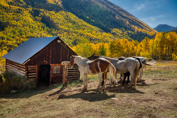 Aspen Colorado ghost town in the fall colors of the aspen trees