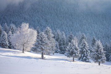View of a snowy winter landscape with trees covered with rime ice.