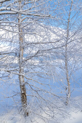Fototapeta na wymiar Detailed view of the winter landscape with snowy branches.