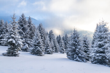 Beautiful winter landscape of snowy spruce trees. The Mala Fatra national park in northwest of Slovakia, Europe.