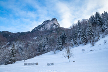 Fototapeta premium Winter landscape with snowy trees and rocky mountain. The Mala Fatra national park in northwest of Slovakia, Europe.