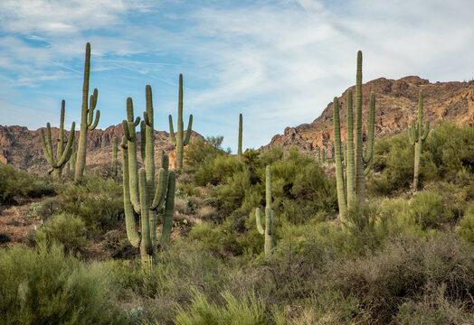 Superstition Mountains of Arizona © Dana