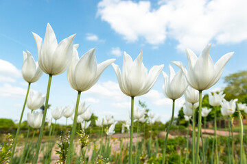 weiße tulpen schauen zum blauen himmel