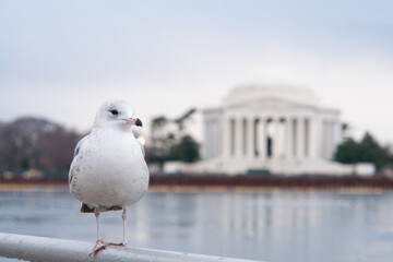 Seagull and Jefferson Memorial in Washington DC, United States
