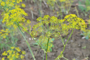 Fototapeta premium Dill (Anethum graveolens) grows in the garden