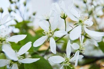 White beatiful flowers macro shot with nice bokeh