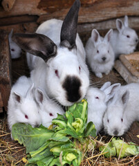 Female and young rabbits of the Californian breed