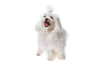 Beautiful and cute white bichon maltese dog over isolated background. Studio shoot of purebreed bichon puppy.