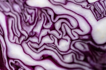 red cabbage macro close up