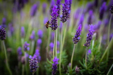 Bee. Bee pollinates lavender flowers. Vegetation vegetation with insects.