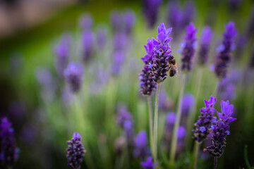 Obraz premium Bee. Bee pollinates lavender flowers. Vegetation vegetation with insects.