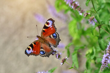Aglais io, known simply as the peacock butterfly or European peacock, is a butterfly species belonging to the family Nymphalidae.