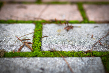 Moss. The park's stone path is covered in green moss.