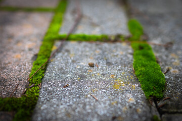 Moss. The park's stone path is covered in green moss.