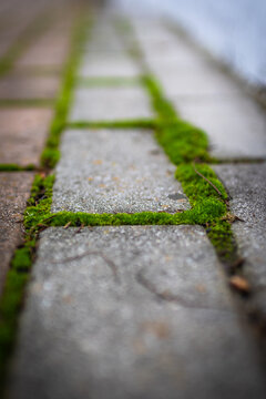 Moss. The park's stone path is covered in green moss.