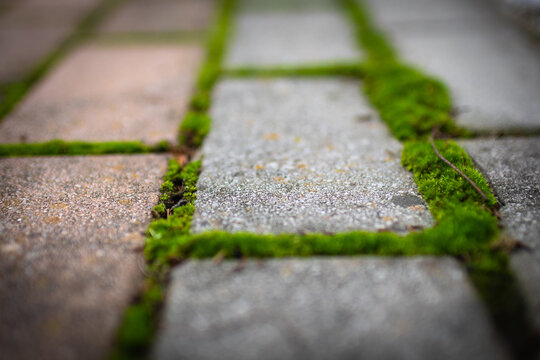 Moss. The park's stone path is covered in green moss.