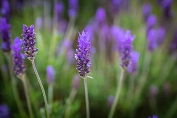 Naklejka premium Lavender. Blossoming Lavender flowers background. Purple flowers of lavender.