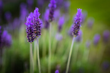 Lavender. Blossoming Lavender flowers background. Purple flowers of lavender.